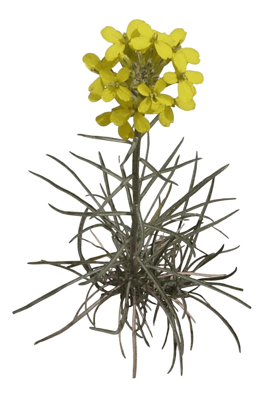 suffrutescent wallflower (Erysimum Suffrutescens) - Perennials