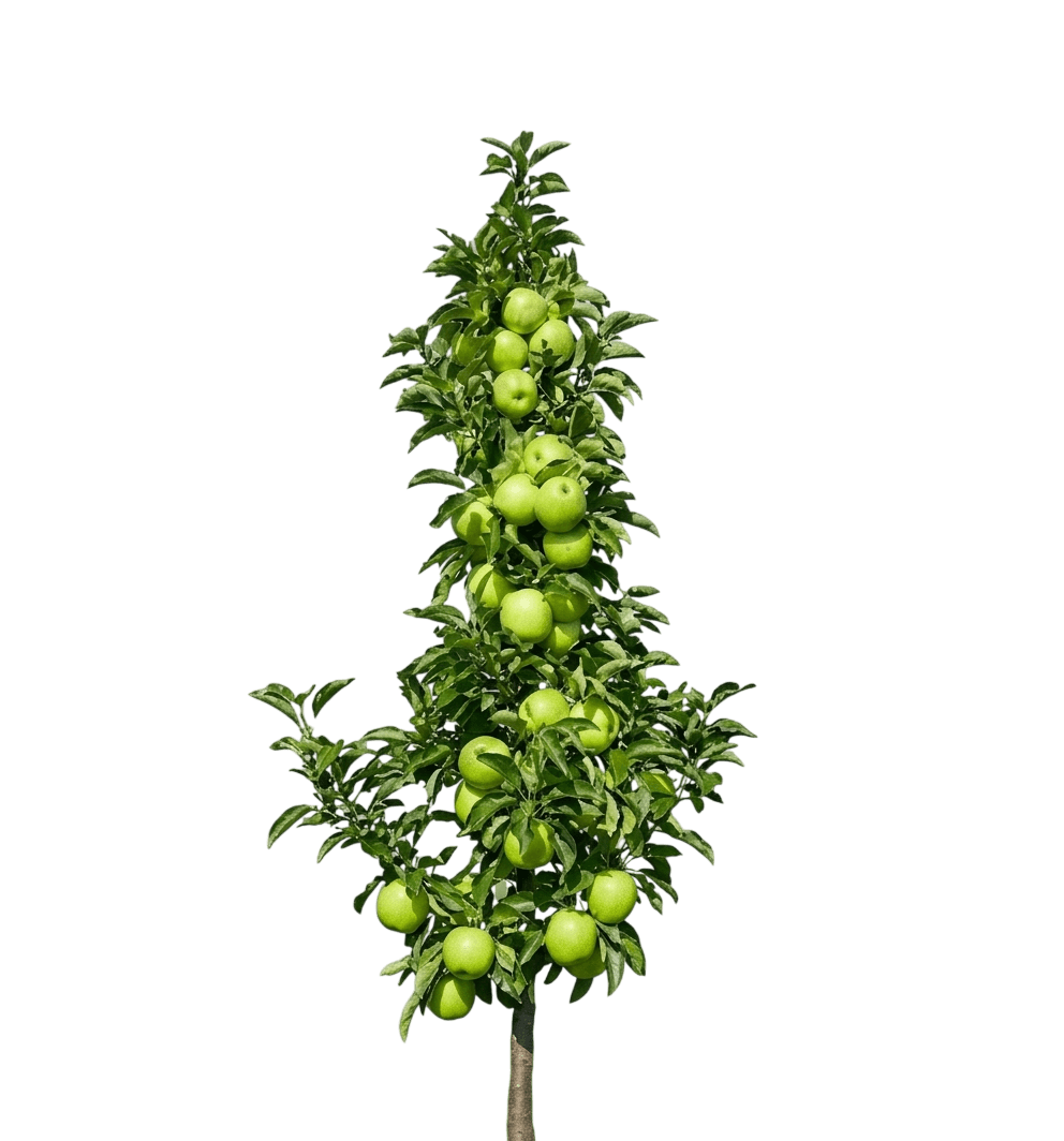 frt sncks™ tangy green™ apple (Malus X Domestica Frt Sncks Tangy Green 'Ak-98') - Fruit trees