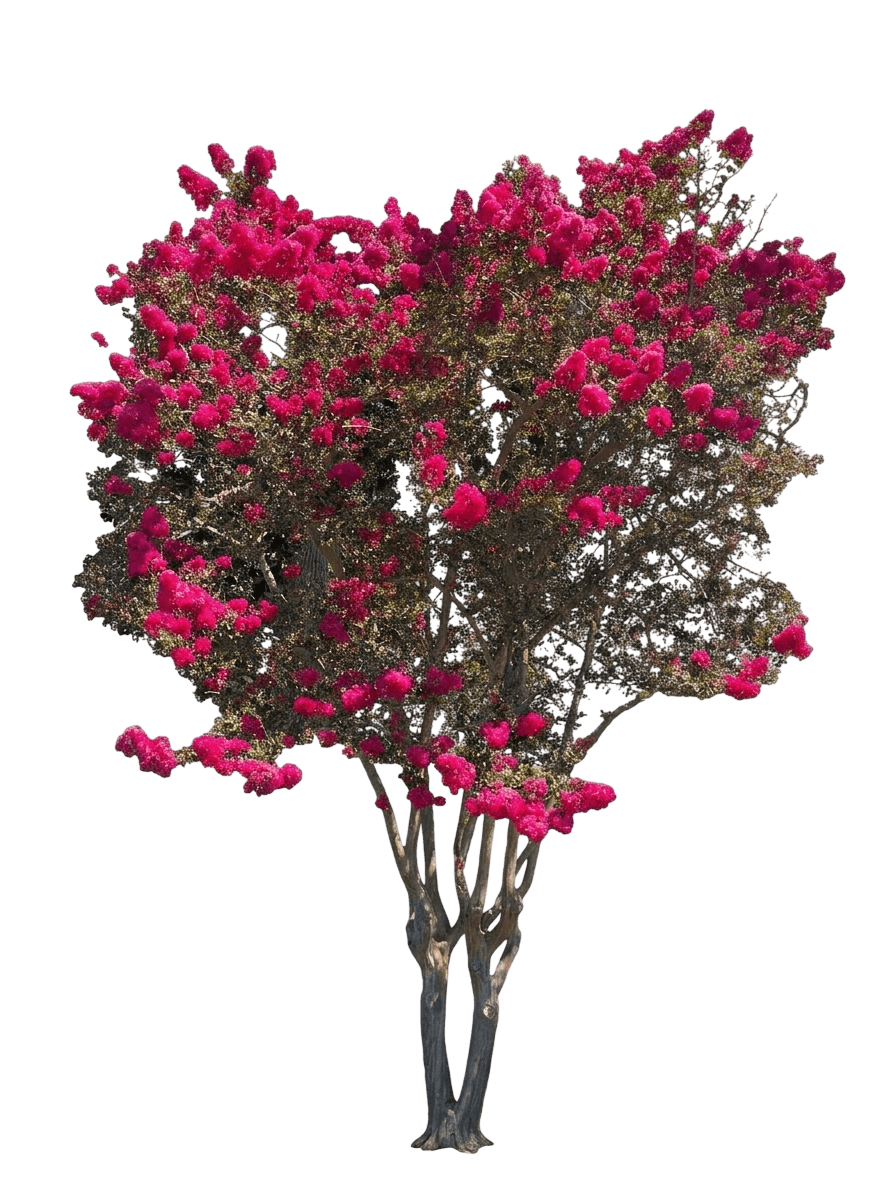 Center Stage Red Crape Myrtle (Lagerstroemia Indica 'Smnlcibf') - Flowering Trees