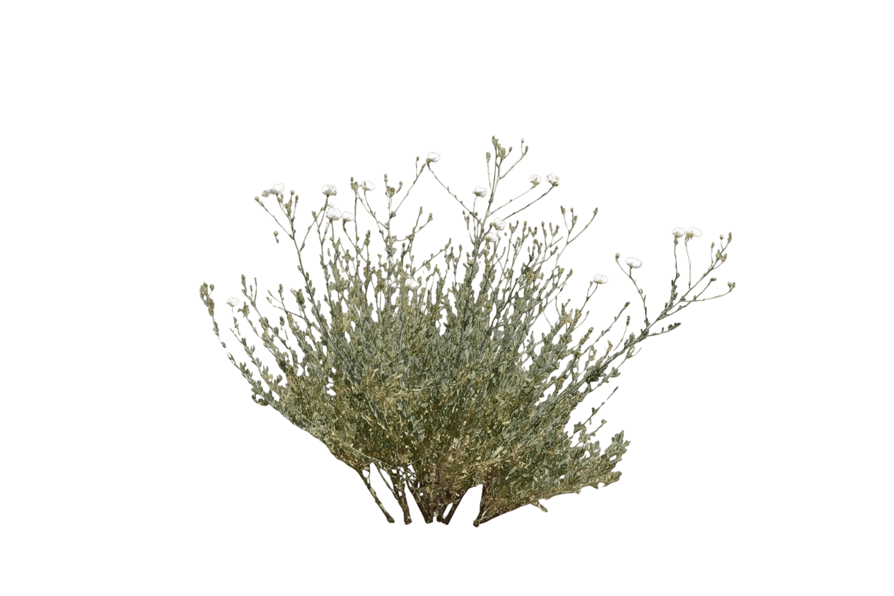 hairy Matilija poppy (Romneya Trichocalyx) - Perennials