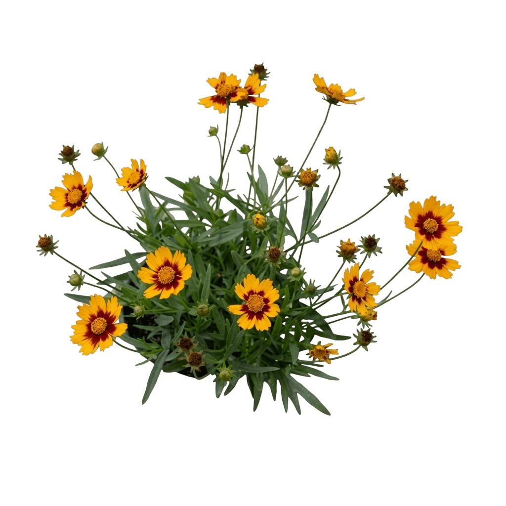 Li'L Bang™ Darling Clementine Coreopsis (Coreopsis Hybrid Pp 31,843 Var. Hybrid 'Darling Clementine') - Perennials