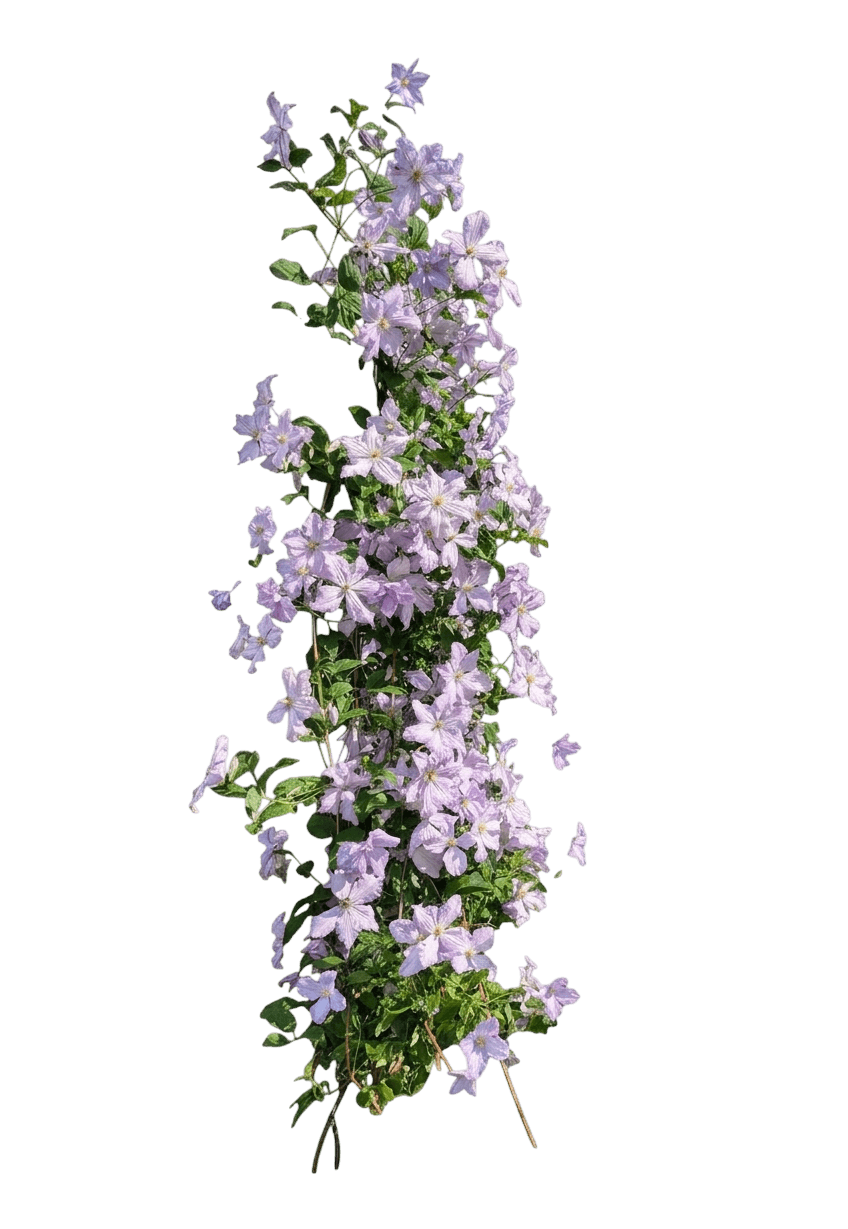 Ithemba clematis (Clematis 'Evigsy157') - Perennials