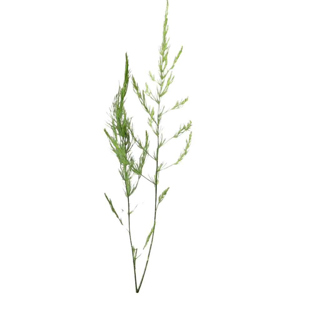 asperge (Asparagus Officinalis 'Guelph Millennium') - Plantes vivaces