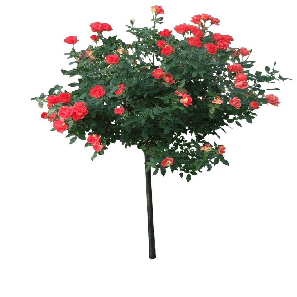 Coral Knock Out® Shrub Rose (Rosa Var. Spp. 'Radral') - Shrubs