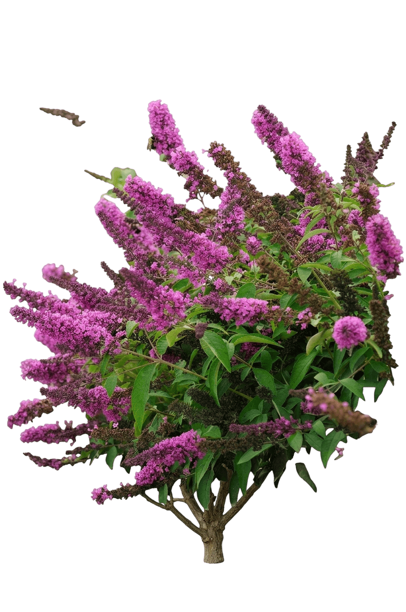 Butterfly Bush, Petite® Tuti Fruiti (Buddleia Davidii ‘Fly Tutifrti ’ 'Pt') - Ground Layers