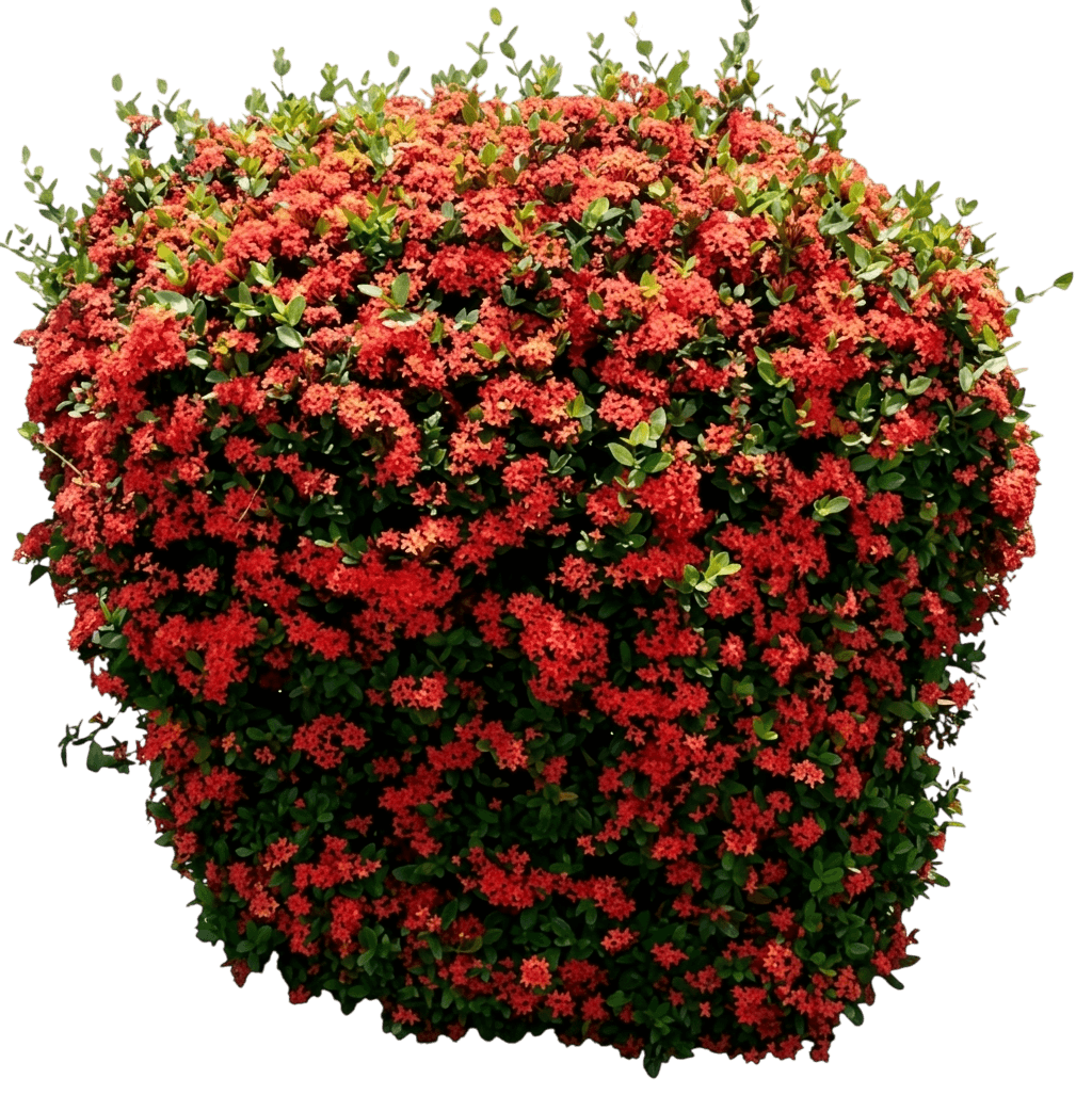 Ixora Twilight Glow (Ixora Coccinea 'Twilight Glow') - Ground Layers