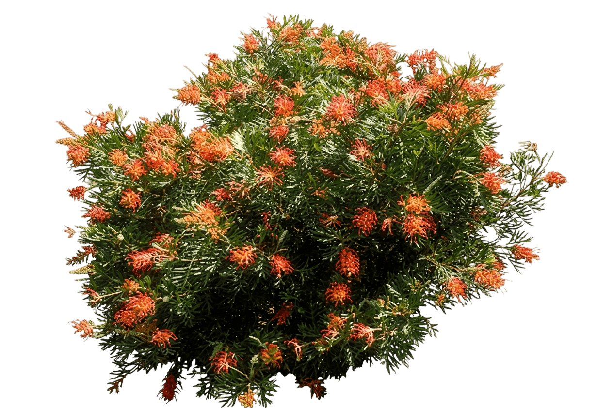 Ned Kelly (Grevillea 'Ned Kelly') - Ground Layers