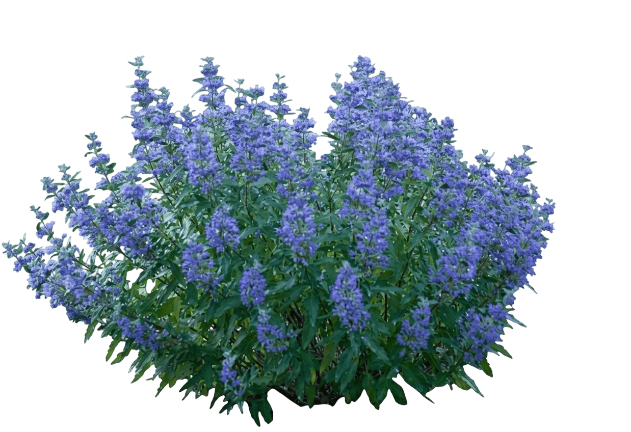 Sapphire Surf™ Bluebeard (Caryopteris X Clandonensis Var. X Clandonensis 'Blauer Splatz') - Shrubs