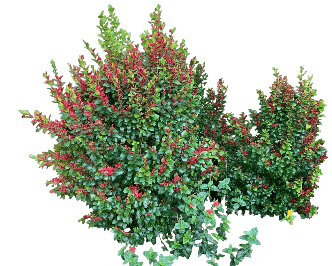 Holly Leafed Fuschia (Graptophyllum Ilicifolium) - Flowering Trees