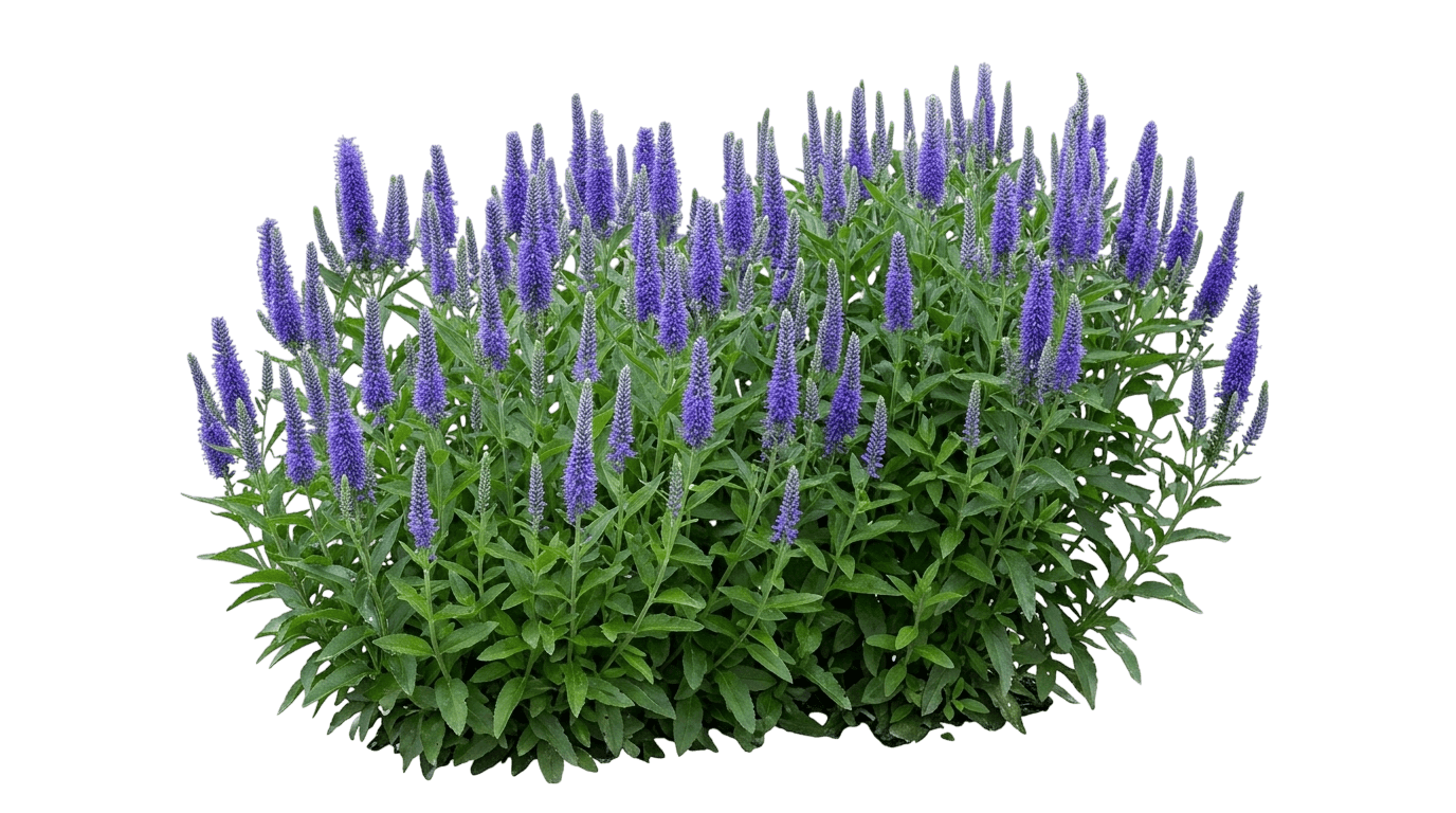 Vernique Rose Spike Speedwell (Veronica Longifolia 'Vernique Rose') - Perennials