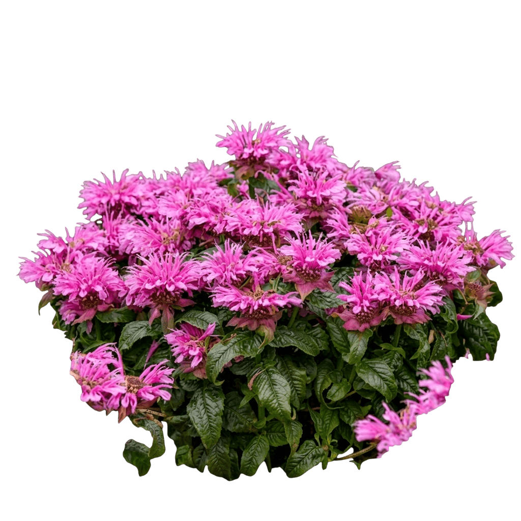 Leading Lady Orchid Bee Balm (Monarda 'Leading Lady Orchid') - Perennials
