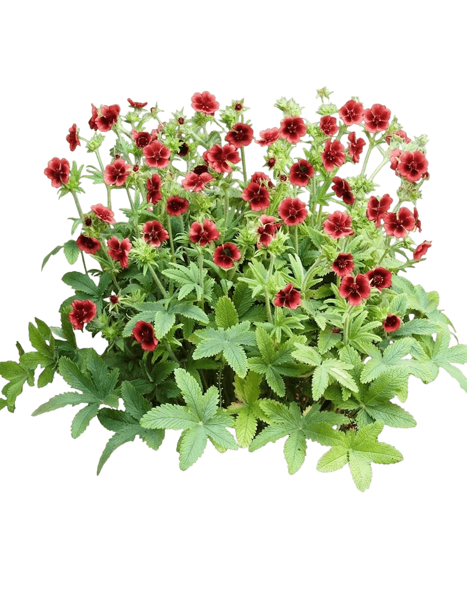 Scarlet Cinquefoil 'Monarch' (Potentilla Thurberi S Velvet 'Monarch') - Perennials