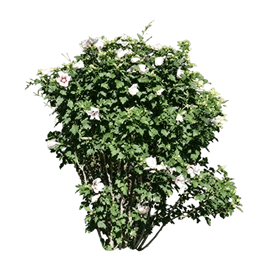 Paraplu® Pure White Rose of Sharon (Hibiscus Syriacus Var. Syriacus 'Rwoods7') - Shrubs