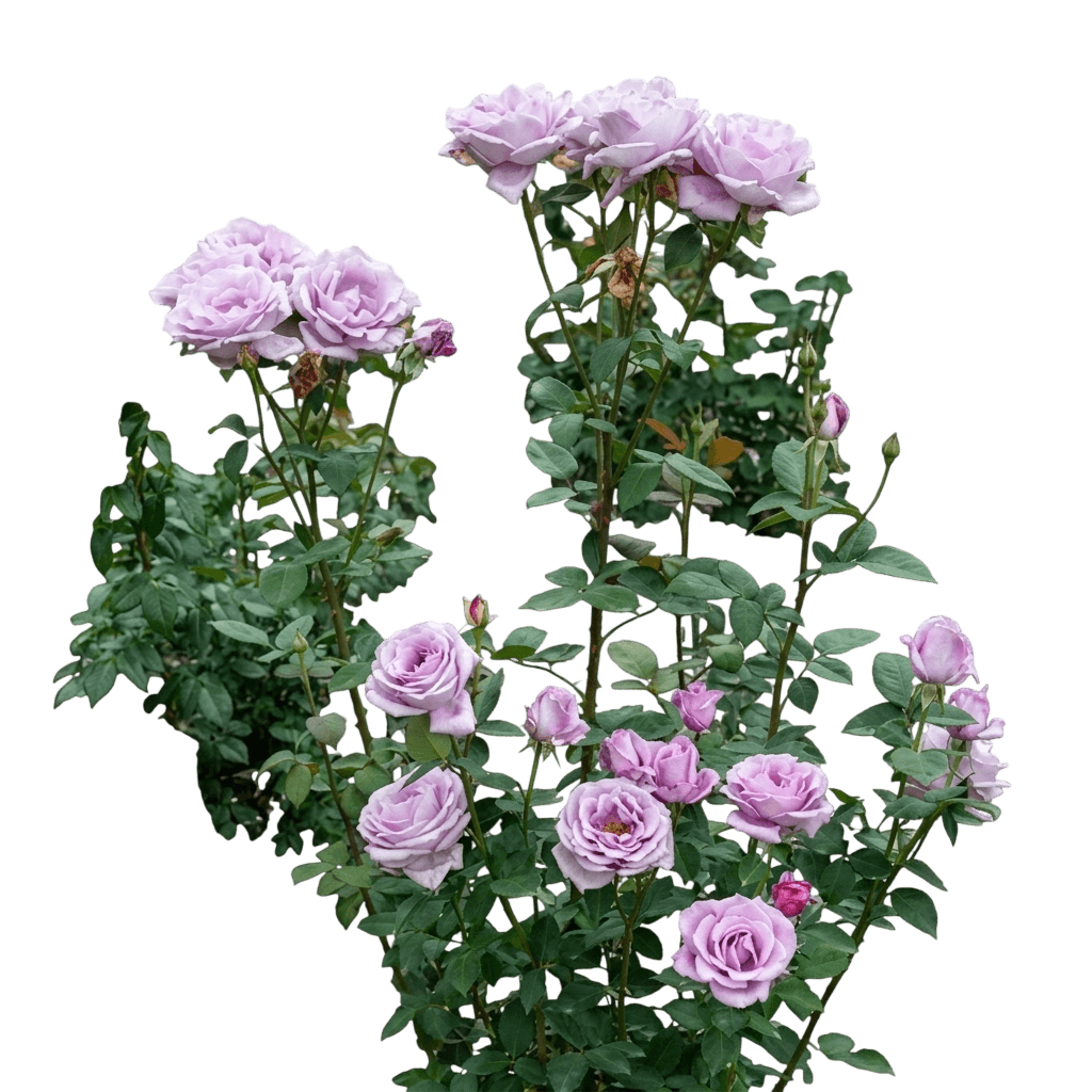 Blue Girl Rose (Rosa Blue Girl 'Kölner Karneval') - Ground Layers