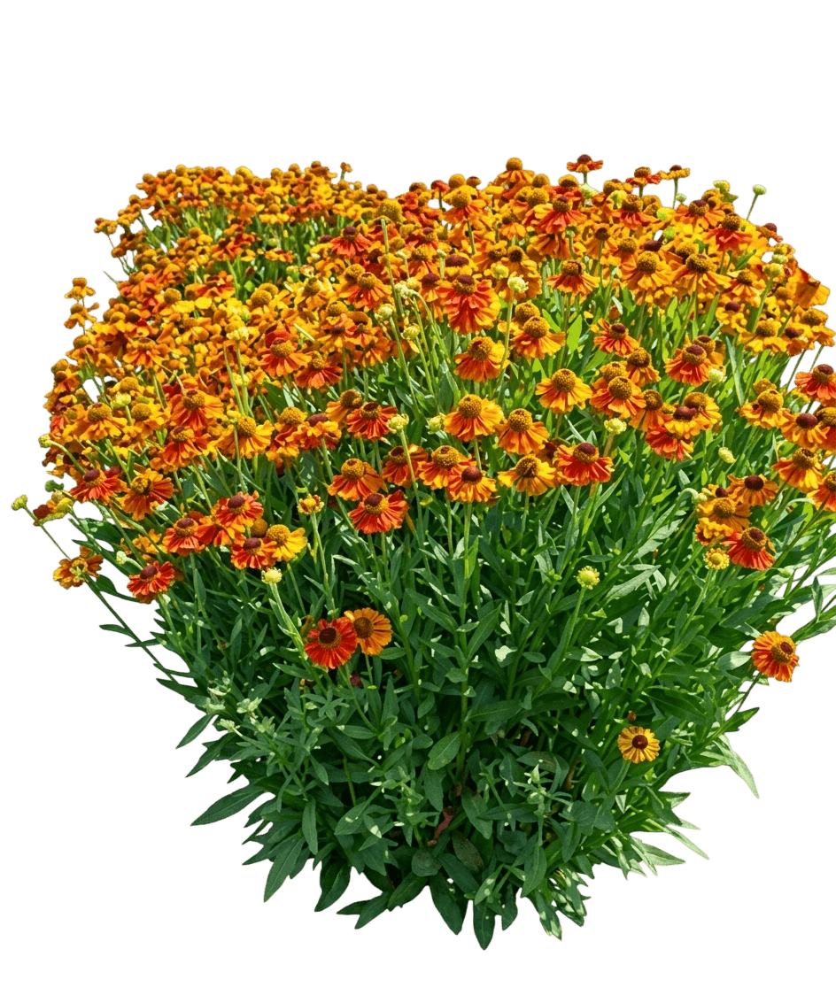 Helen'S Flower, Sneezeweed (Helenium Autumnale Mariachi™ 'Salsa') - Perennials