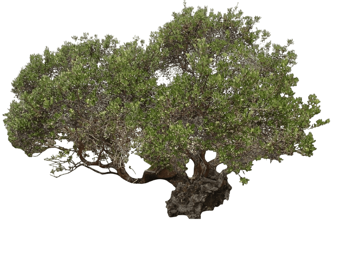 mission manzanita (Xylococcus Bicolor) - Shrubs