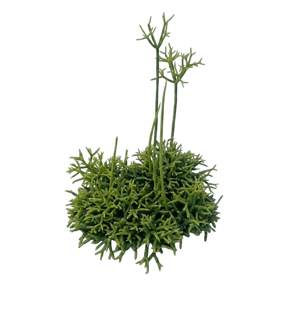 Coral Cactus (Rhipsalis Cereuscula) - Indoor Plants