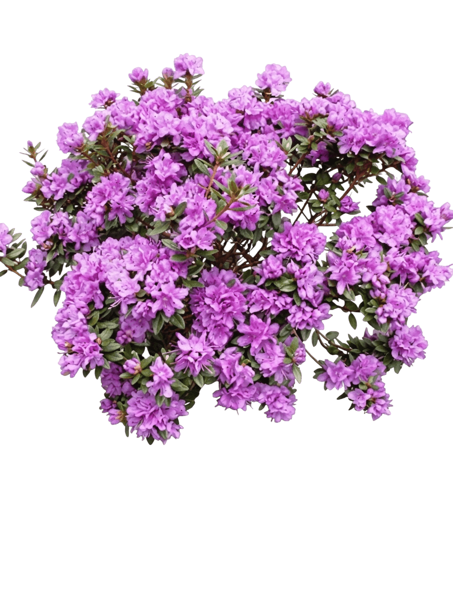 Purple Gem Dwarf Rhododendron (Rhododendron X 'Purple Gem') - Ground Layers