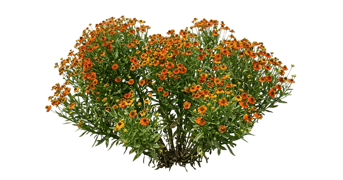 Mardi Gras Sneezeweed (Helenium Mardi Gras 'Helbro') - Perennials