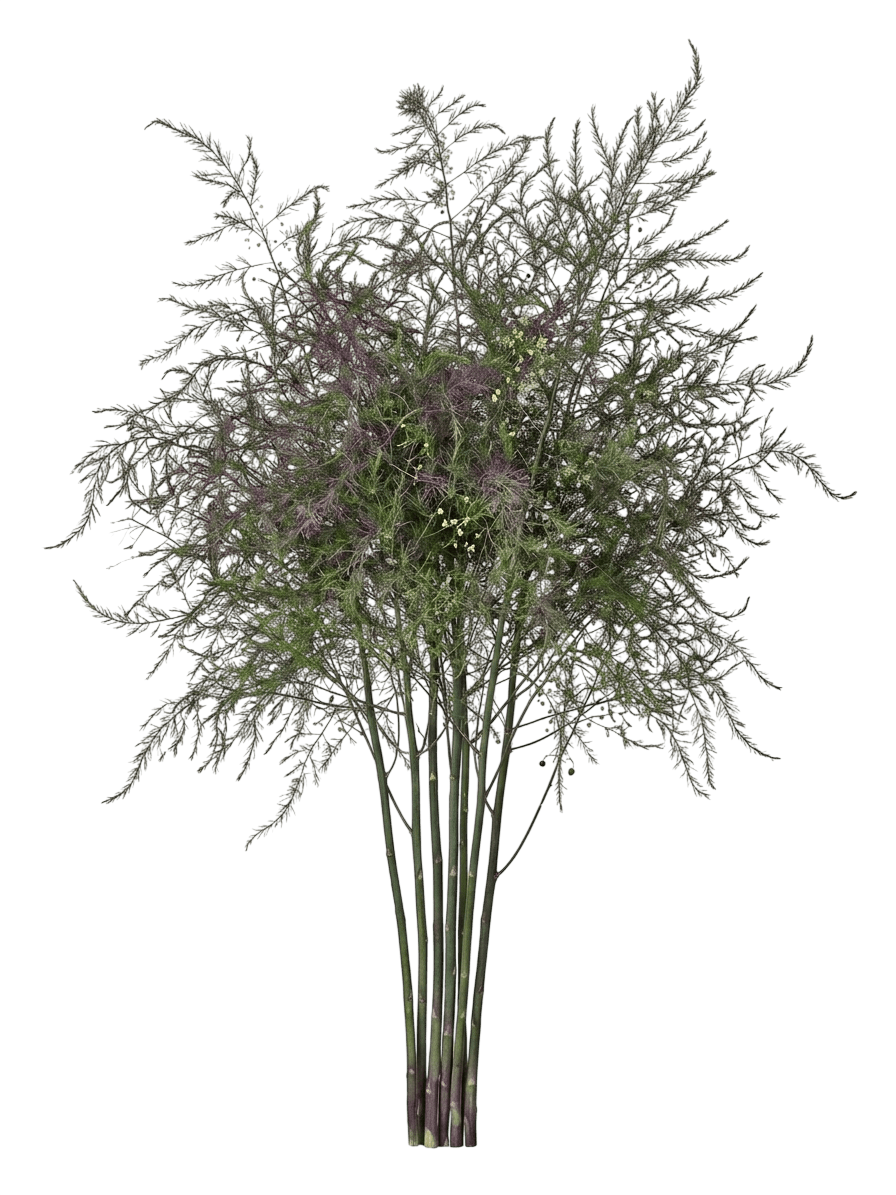 Purple Passion Asparagus (Asparagus Officinalis 'Purple Passion') - Perennials