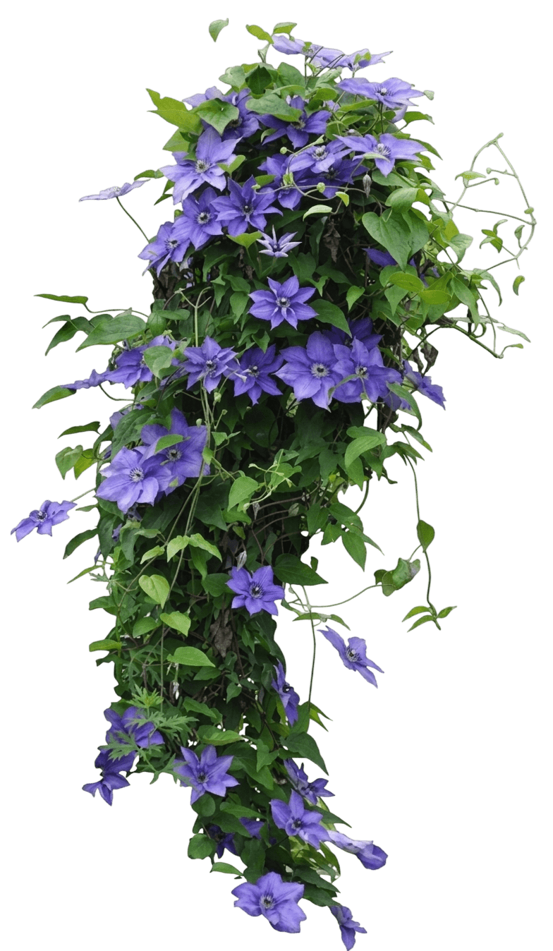 Tsukiko Clematis (Clematis 'Evipo110') - Perennials