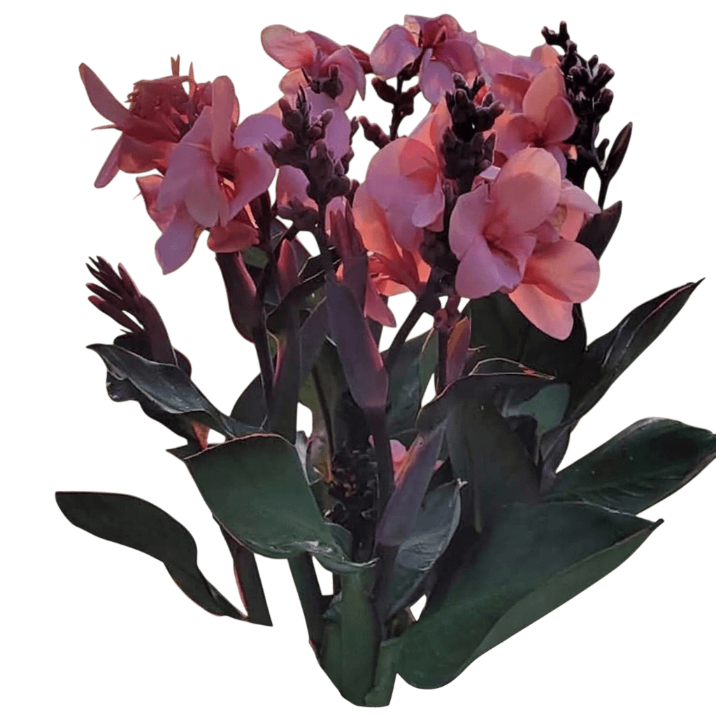 Cannova® Bronze Peach Canna Lily (Canna Var. Hybrid 'Cannova Bronze Peach') - Perennials