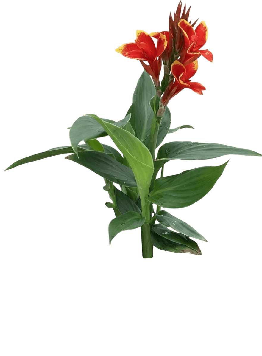 Cannova® Mango Canna Lily (Canna × Generalis Var. X Generalis 'Mango') - Perennials