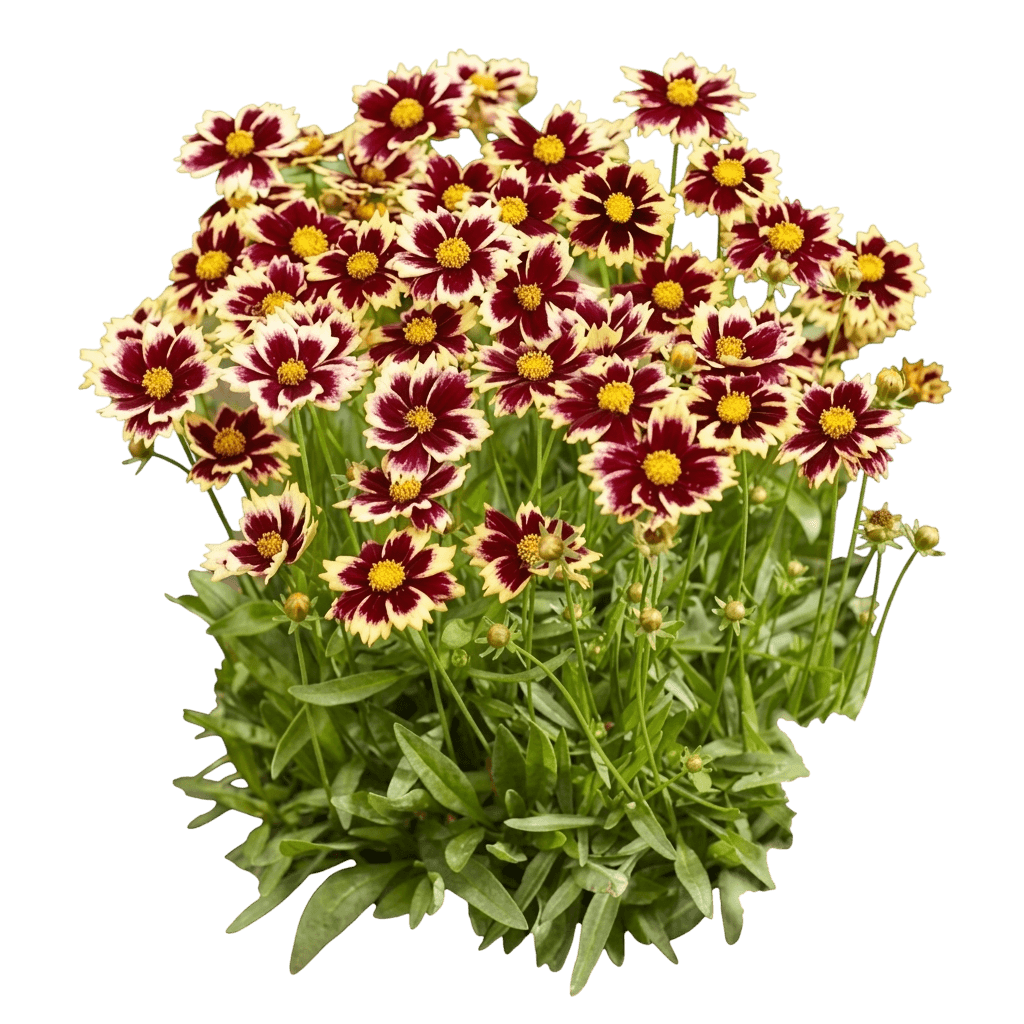 Li'l Bang™ Candy Stripes Coreopsis (Coreopsis Hybrid Pp 33,888 Var. Hybrid 'Candy Stripes') - Perennials