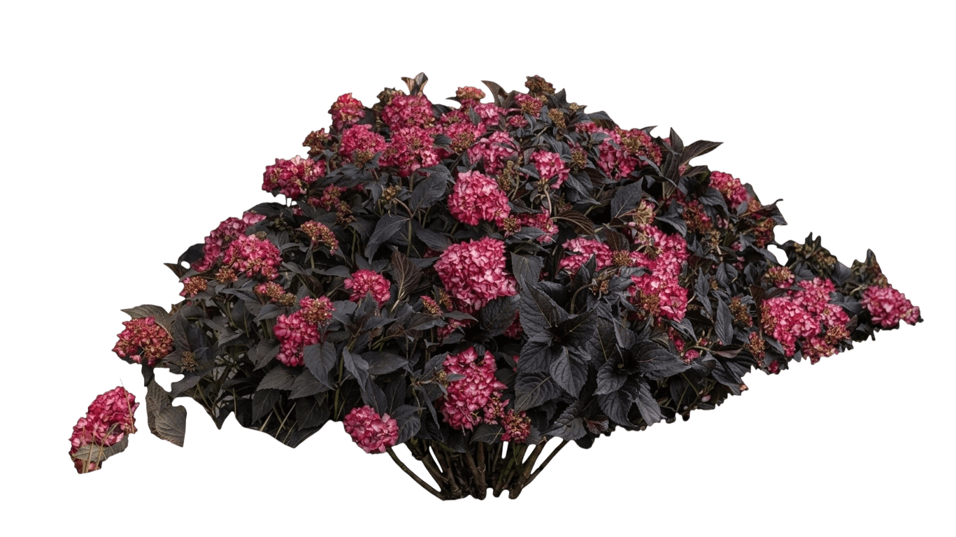Hi Flame Hydrangea (Hydrangea Macrophylla 'Hifla') - Ground Layers