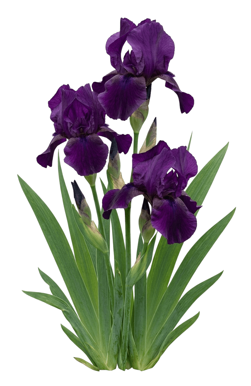 Iris, Bearded, Night Owl (Iris Germanica 'Night Owl') - Perennials