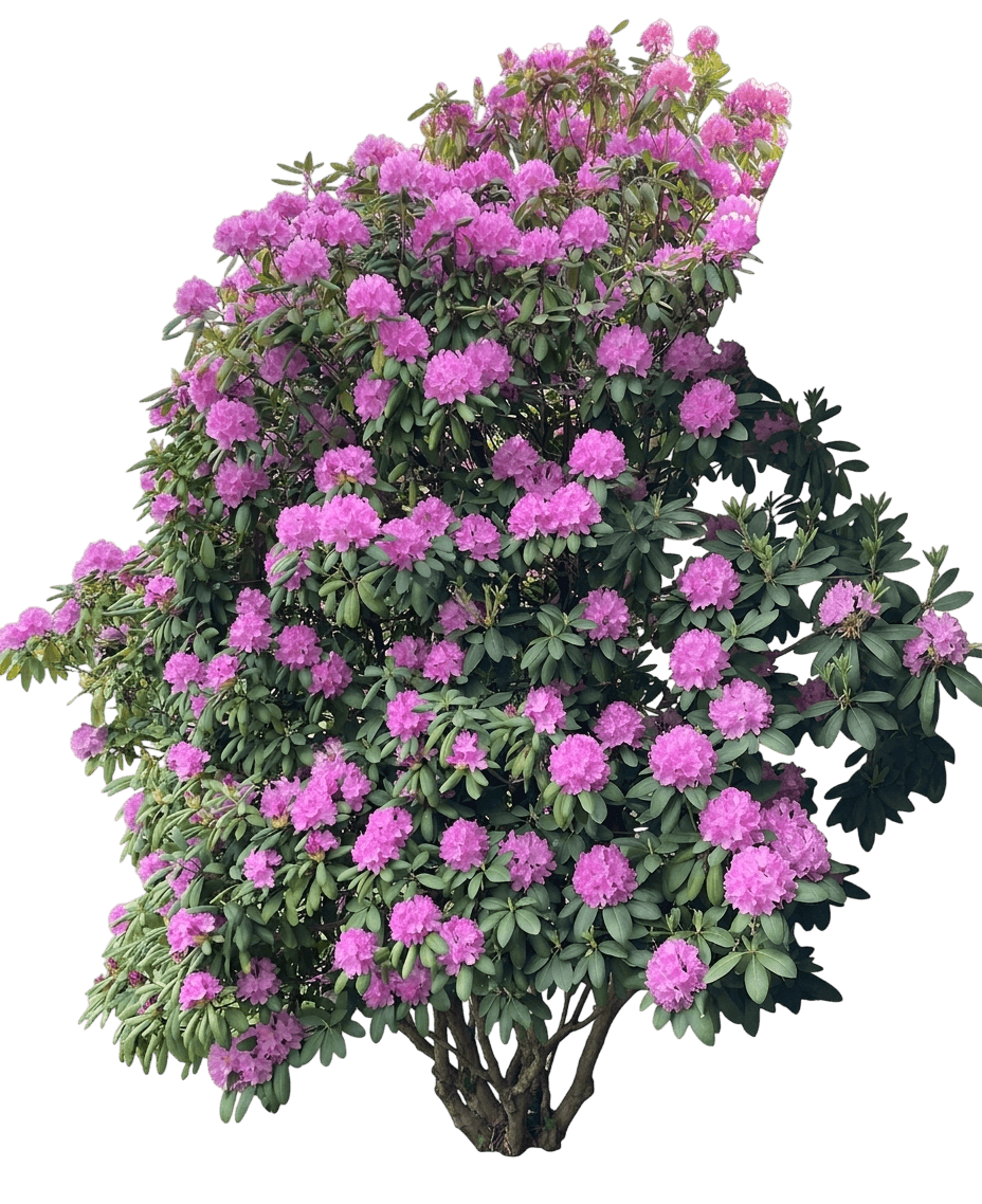 Bessie Howells Rhododendron (Rhododendron Var. Hybrid 'Bessie Howells') - Shrubs