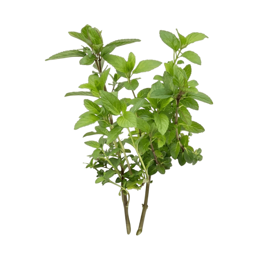 Chocolate Mint (Mentha X Piperita) - Perennials