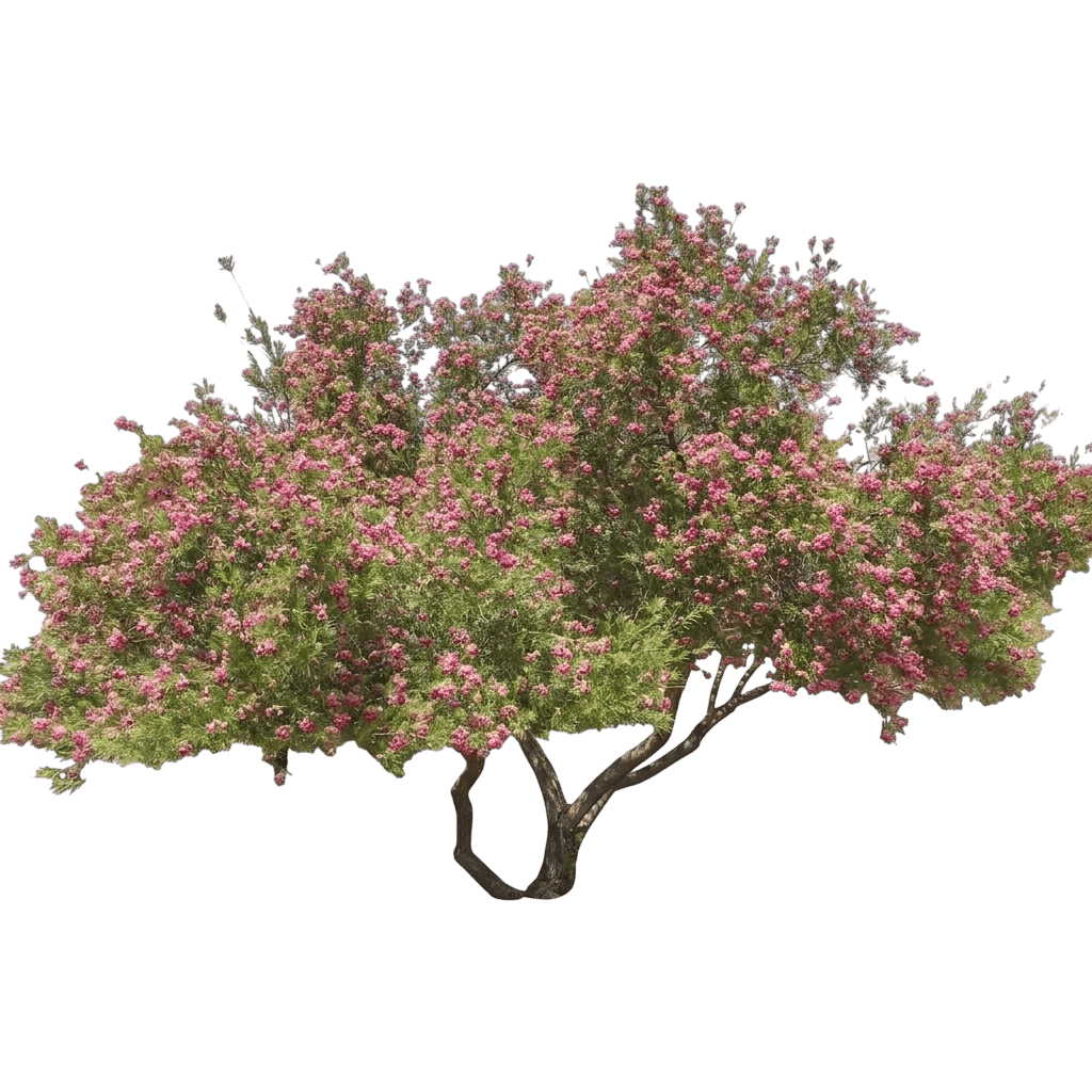 Timeless Beauty Desert Willow (Chilopsis Linearis 'Monhews') - Flowering Trees