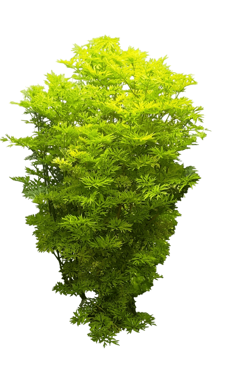 Golden Tower® Elderberry (Sambucus Nigra Golden Tower Pp28957 'Jandeboer001') - Ground Layers