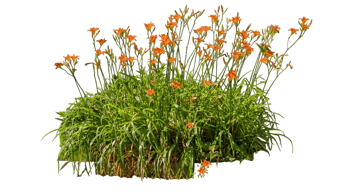 Endlesslily Coral Daylily (Hemerocallis Fulva 'Dhemcoral') - Perennials