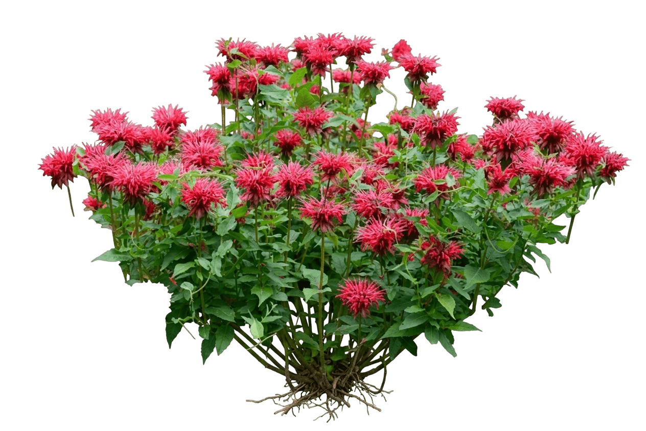 Beemine Pink Bee Balm (Monarda Didyma 'Balbeemin') - Perennials