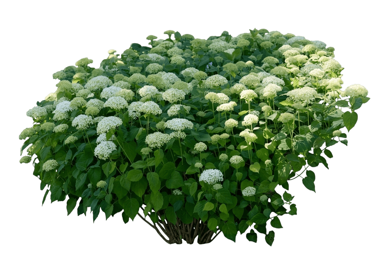 Incrediball Storm Proof Smooth Hydrangea (Hydrangea Arborescens 'Smnhagov') - Ground Layers