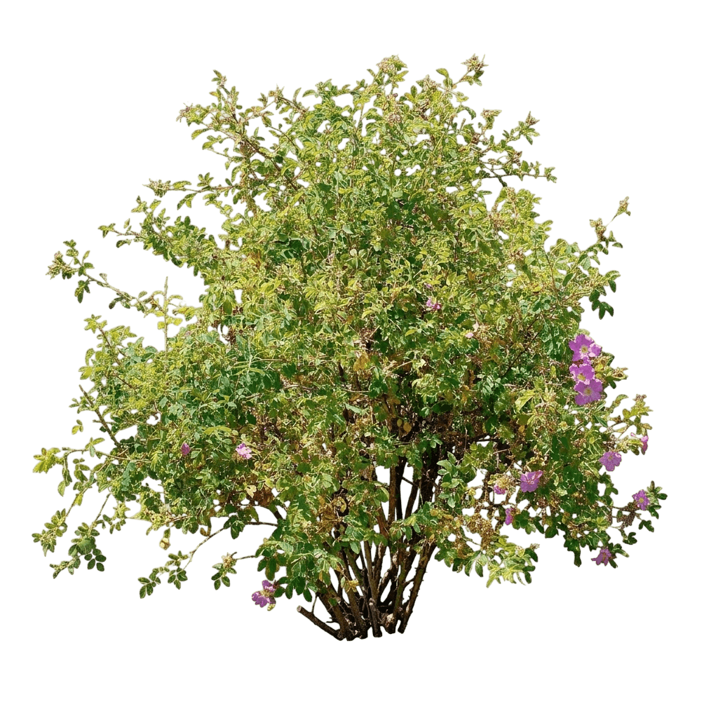 Baja California wild rose (Rosa Minutifolia) - Shrubs
