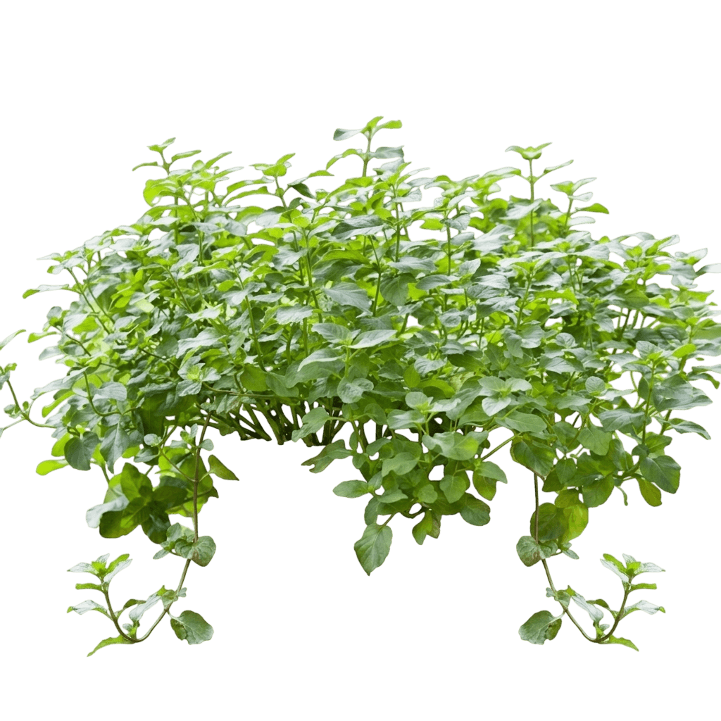 Orange Mint (Mentha × Piperita F. Citrata 'Orange') - Perennials