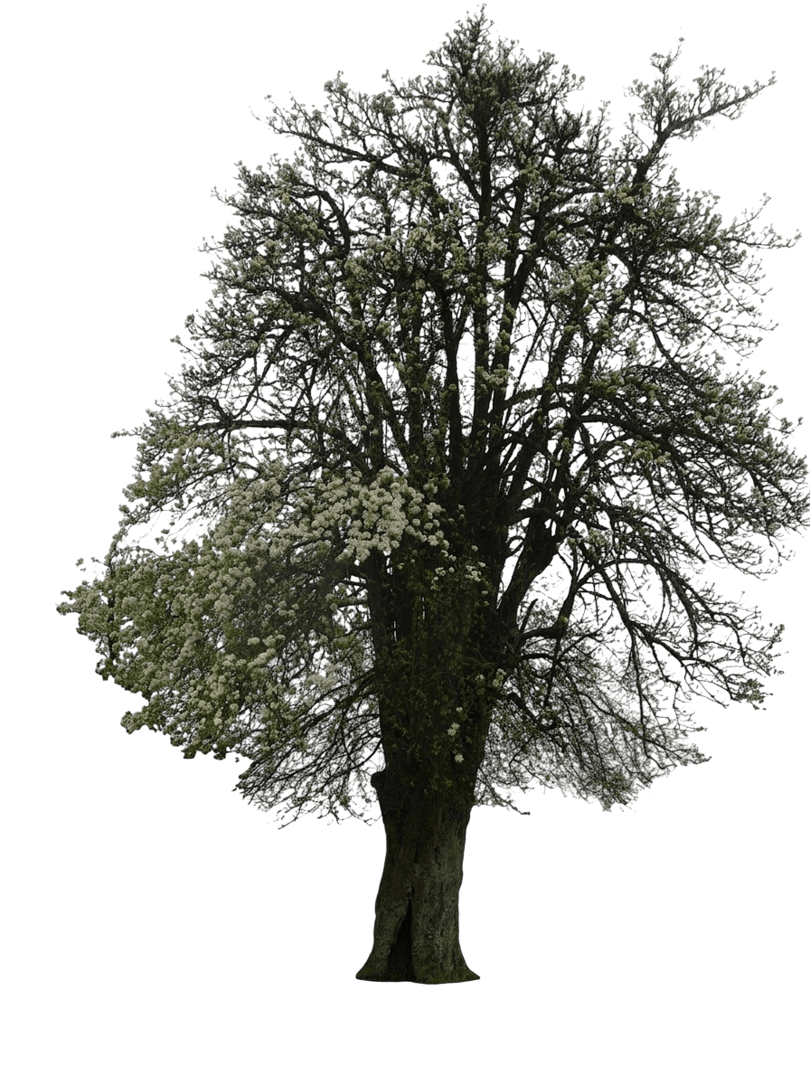 Clapp'S Favorite European Pear Tree (Pyrus Communis Var. Communis 'Clapp') - Fruit Trees