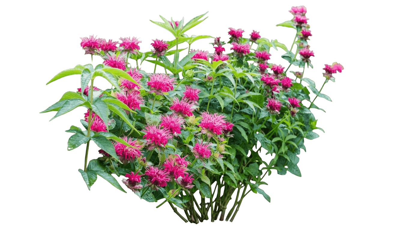 Balmy™ Purple Bee Balm (Monarda Didyma Var. Didyma 'Balbalmurp') - Perennials