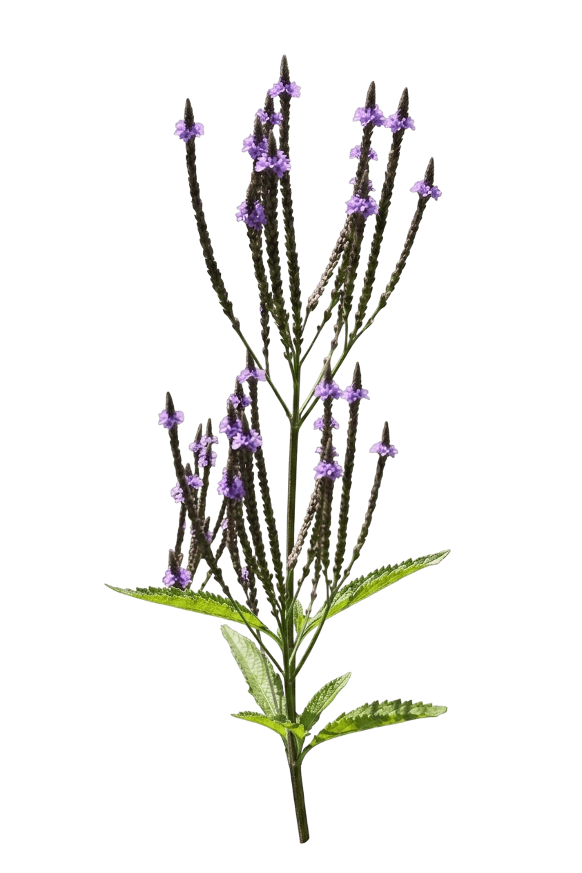 Hoary Verbena (Verbena Stricta) - Perennials