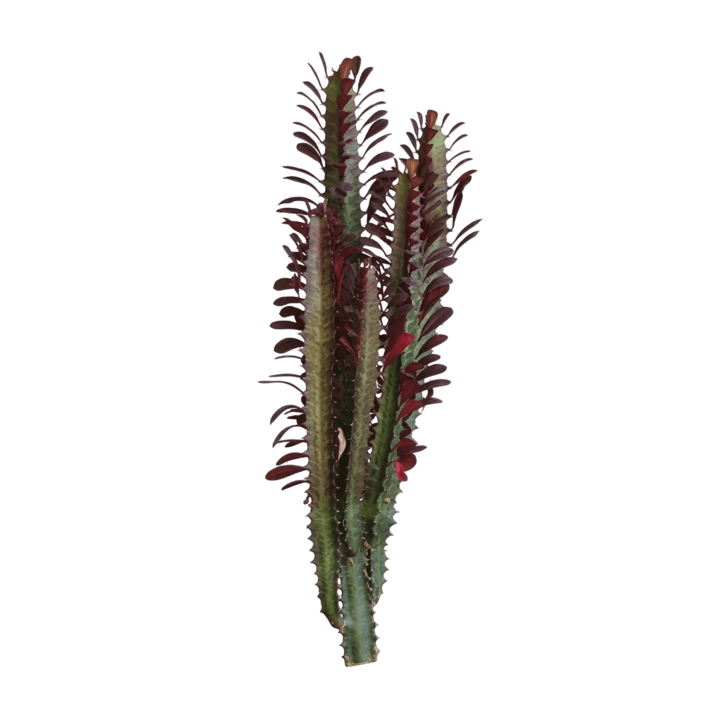 Rubra African Milk Tree (Euphorbia Trigona 'Rubra') - Succulents