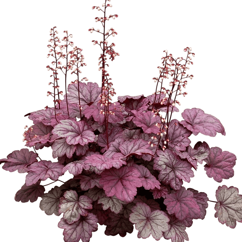 Sugar Plum Coral Bells (Heuchera 'Sugar Plum') - Perennials