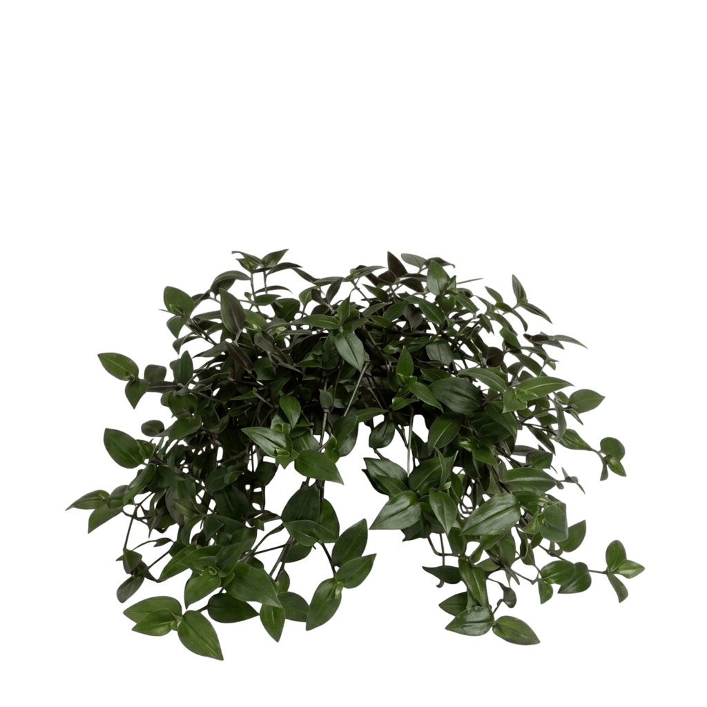 Rainbow Tradescantia (Tradescantia Mundula 'Lisa') - Indoor Plants