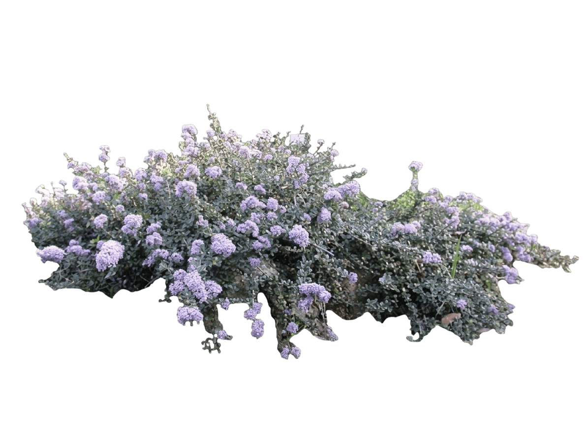Point Sierra ceanothus (Ceanothus Maritimus 'Point Sierra') - Groundcovers