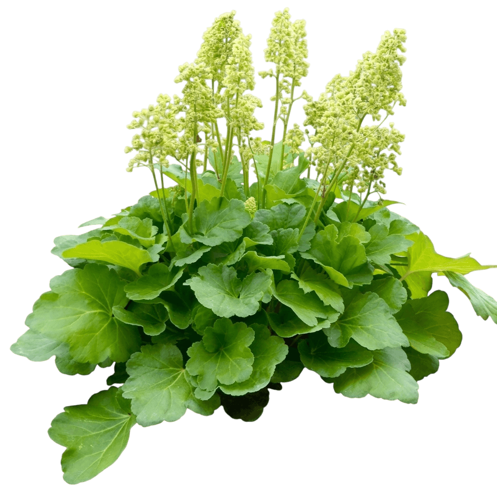 Coral Bells (Heuchera X 'Blondie') - Perennials