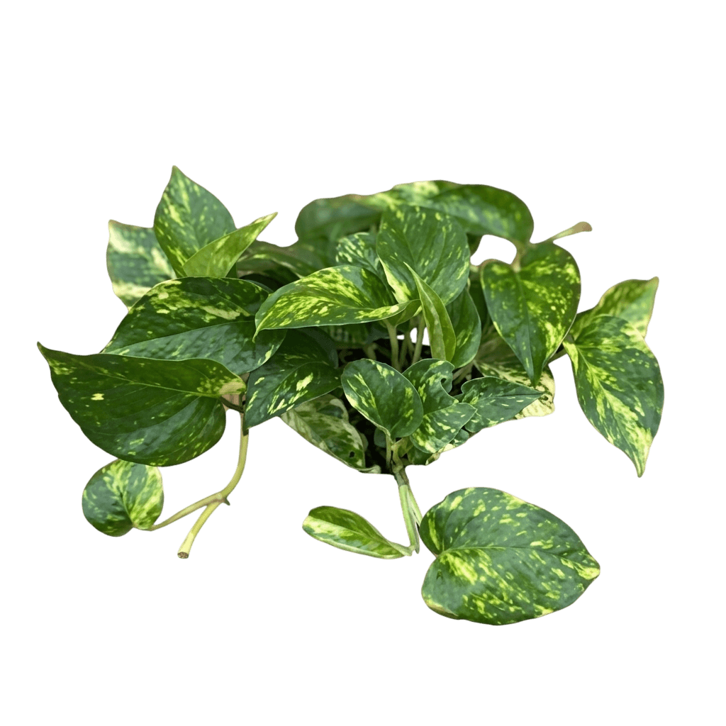 Neon Pothos (Epipremnum Aureum 'Neon') - Indoor Plants