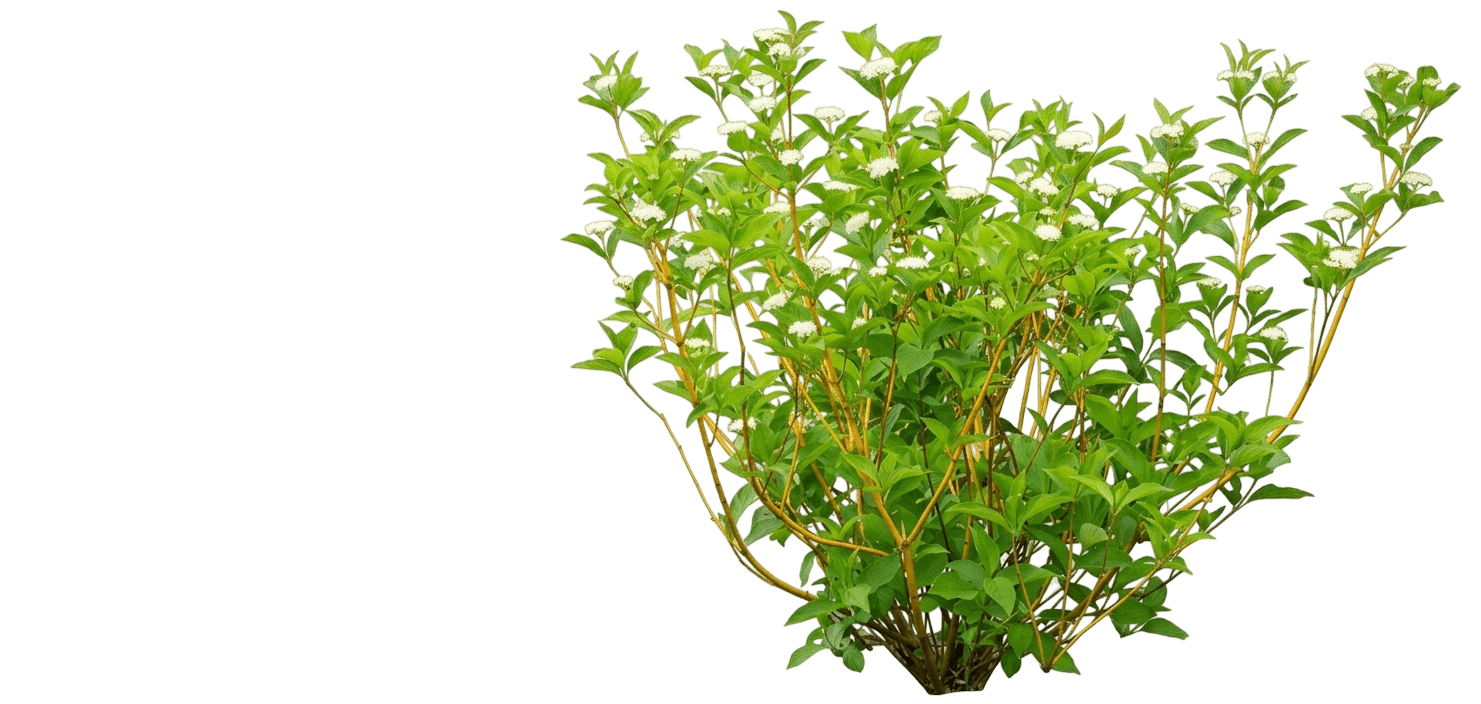 Arctic Fire® Yellow Twig Dogwood (Cornus Sericea Var. Sericea 'Smncsbd') - Shrubs