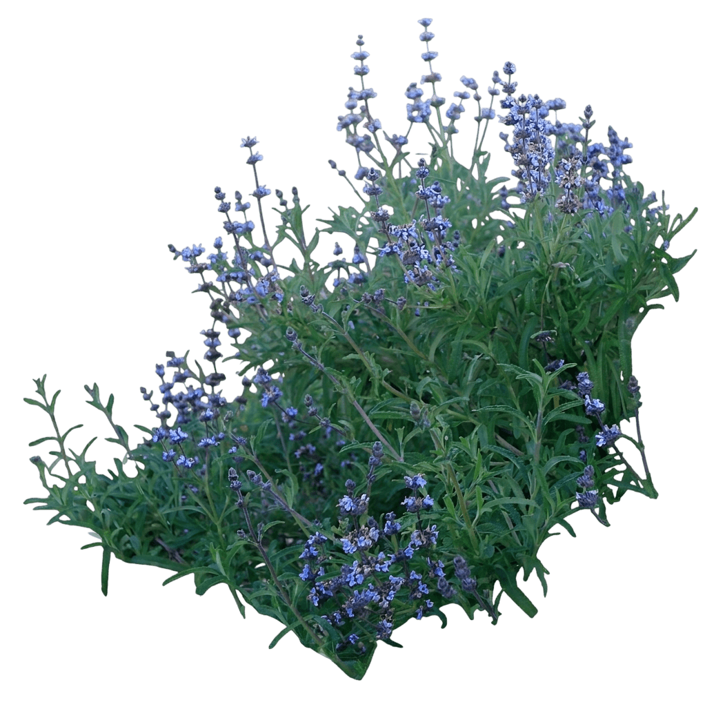 Santa Rosa island Sage (Salvia Brandegeei) - Shrubs